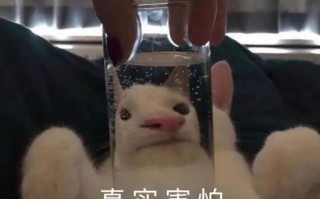 沙雕搞笑文案简短，沙雕搞笑文案