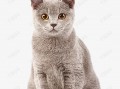 猫咪短剧本素材，猫短视频剧本