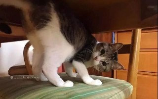 关于卖猫的沙雕文案图片，关于卖猫的沙雕文案图片大全